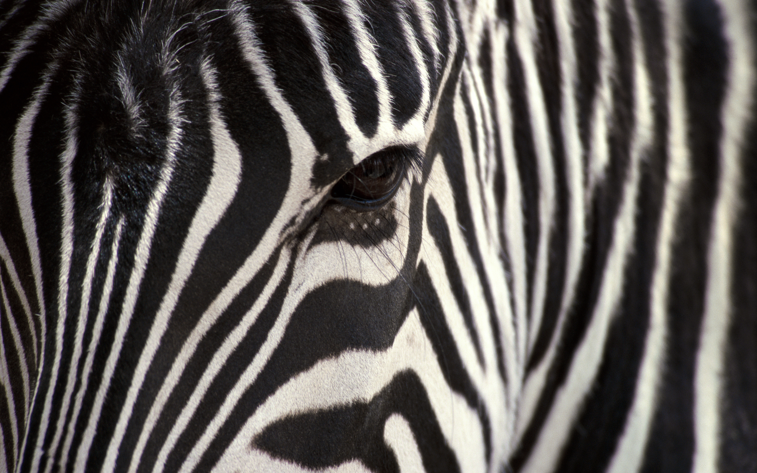 you look at a zebra